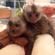 Baby marmoset monkeys for sale